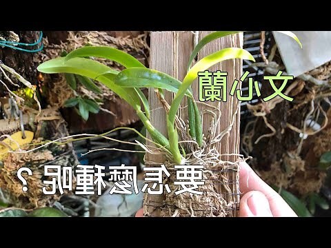 文心蘭 品種